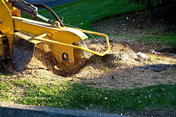 How Our Tree Care Process Works  in  Brodheadsville, PA